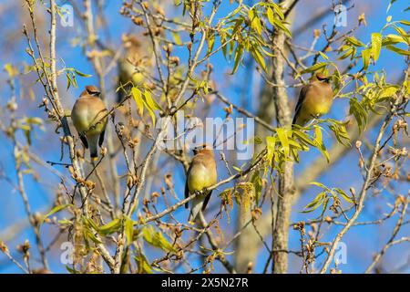 Les waxwings de cèdre migrent en troupeaux, profitant des graines et des baies abondantes. Banque D'Images