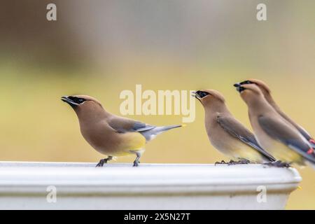 Les waxwings de cèdre migrent en troupeaux, profitant des graines et des baies abondantes. Banque D'Images