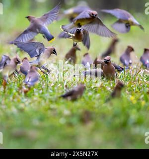 Les waxwings de cèdre migrent en troupeaux, profitant des graines et des baies abondantes. Banque D'Images