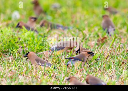 Les waxwings de cèdre migrent en troupeaux, profitant des graines et des baies abondantes. Banque D'Images