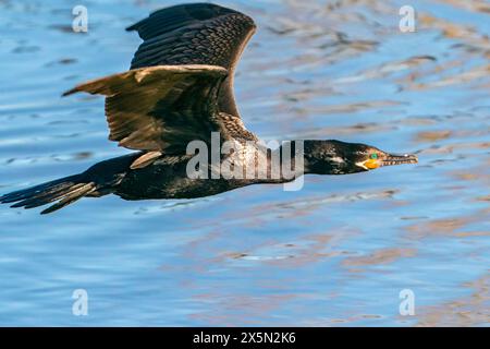 États-Unis, Nouveau-Mexique, Albuquerque. Cormoran à double crête en vol au-dessus de l'eau. Banque D'Images