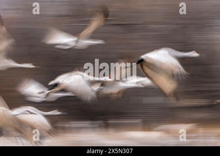 États-Unis, Nouveau-Mexique, Bernardo Wildlife Management Area. Flou de grues de sable en vol. Banque D'Images