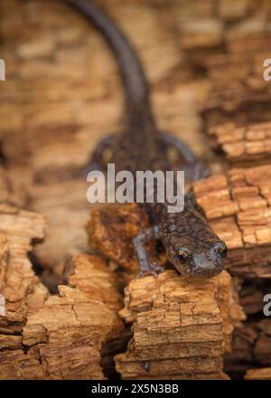 Salamandre de Sacramento, Aneides hardii, White Mountain Wilderness, Nouveau-Mexique Banque D'Images