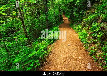 Eagle Creek Trail, Columbia River gorge National Scenic Area, Oregon, États-Unis Banque D'Images