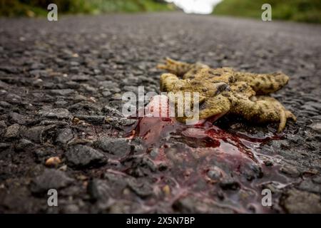 Grenouille morte tuée par une voiture sur une route asphaltée avec la tête endommagée Banque D'Images