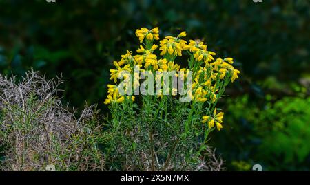 Le balai espagnol ou gorse espagnol (Genista hispanica) est un arbuste épineux originaire du nord et de l'est de l'Espagne et du sud de la France Banque D'Images