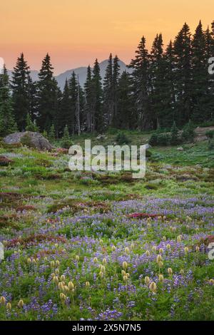 Prairies de fleurs sauvages du Mont Rainier Paradise contenant un mélange d'anémone occidentale, de lupins à feuilles larges, de bruyère rose des montagnes et de bistort américain. Parc national de Mount Rainier, État de Washington. Banque D'Images
