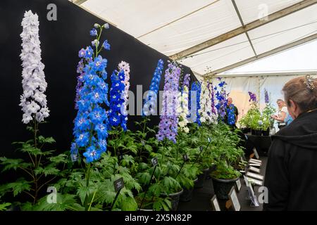 9 mai 2024. RHS Malvern Spring Festival a ouvert aujourd'hui par une chaude journée ensoleillée. Des milliers de visiteurs ont assisté à l'exposition florale annuelle au Three Counties Showground à Malvern, Worcestershire, Angleterre, Royaume-Uni. L'événement se déroule sur 4 jours, se terminant le 12 mai 2024. Sur la photo : exposition de delphiniums à l'intérieur de la chapiteau fleuri Banque D'Images