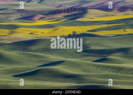 États-Unis, État de Washington, Palouse. Parc d'État Steptoe Butte et champs de blé et de canola ci-dessous Banque D'Images