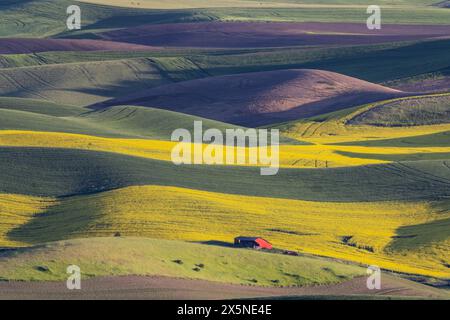 États-Unis, État de Washington, Palouse. Parc d'État Steptoe Butte et champs de blé et de canola ci-dessous Banque D'Images