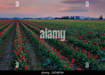 États-Unis, État de Washington, Mt. Vernon. Tulipes printanières poussant dans les champs Banque D'Images