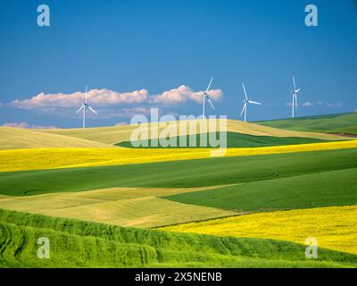 États-Unis, État de Washington, Palouse. Moulins à vent dominant les champs de blé et de canola dans la région de Palouse, dans l'est de l'État de Washington. Banque D'Images