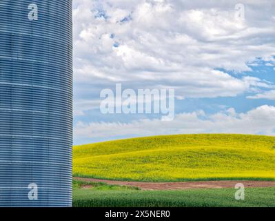 États-Unis, État de Washington, Palouse. Champs de blé vert et de canola jaune derrière un silo métallique. Banque D'Images