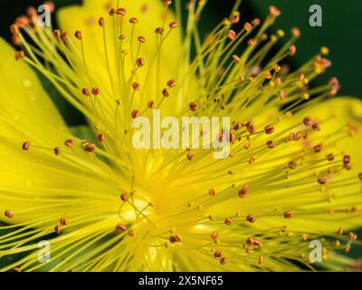 États-Unis, État de Washington, Auburn. Rose jaune vif de Sharon (Hypericum calycinum) fleur. Banque D'Images