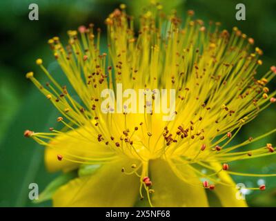 États-Unis, État de Washington, Auburn. Rose jaune vif de Sharon (Hypericum calycinum) fleur. Banque D'Images