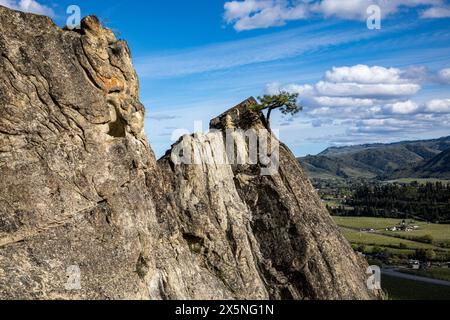 WA25274-00...WASHINGTON - dalle de grès avec un pin poussant à partir d'une petite fissure dans Peshastin Pinnacles State Park surplombant le verger de pommiers. Banque D'Images