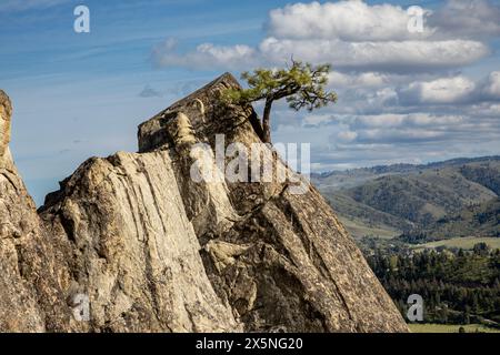 WA25275-00...WASHINGTON - dalle de grès avec un pin poussant à partir d'une petite fissure dans Peshastin Pinnacles State Park surplombant le verger de pommiers. Banque D'Images