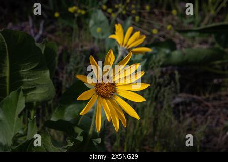 WA25277-00...WASHINGTON - gros plan d'un Balsamroot Arrowleaf en fleurs. Banque D'Images