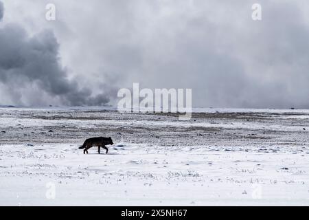 États-Unis, Wyoming, parc national de Yellowstone. Un loup noir passe devant les thermes bouillonnants. Banque D'Images