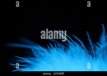 Texture bleue abstraite sur fond noir, plume d'oiseau Banque D'Images