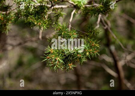 Paysage forestier par temps ensoleillé d'été. Arbres forestiers et lumière douce du soleil. Une branche d'un jeune sapin. Une branche de sapin au début du printemps. Banque D'Images