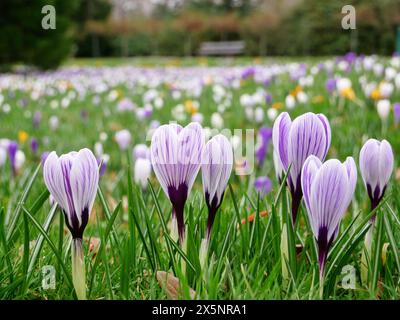 Les crocs lilas annoncent l'arrivée du printemps avec des fleurs vibrantes, peignant des paysages dans des tons violets et offrant de l'espoir pour la saison à venir. Banque D'Images