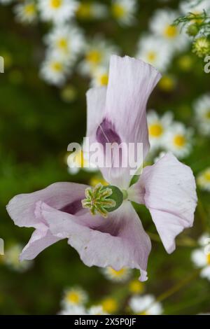 fleur du pavot à opium sur le fond du champ de pavot à opium de camomille sauvage. Banque D'Images