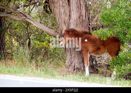 Un jeune poulain de poney sauvage (Equus caballus) à Assateague Island National Seashore, Maryland Banque D'Images