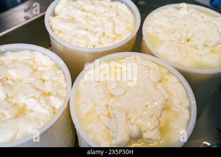 Moules de remplissage pour la production de fromage à pâte molle. Les blancs de fromage sont trempés dans de la saumure. Foyer sélectionné. Photo de haute qualité Banque D'Images