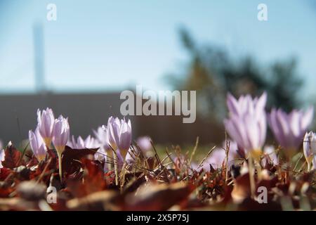 Virginie, États-Unis Crocus fleurit à la fin de l'automne. Banque D'Images