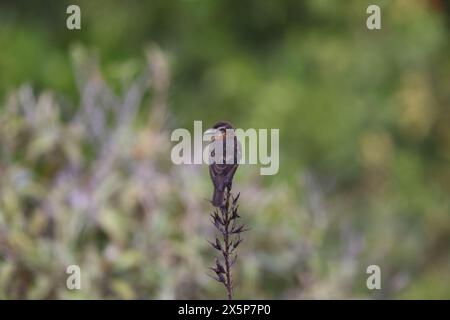 Hirundinea ferruginea sclateri (Hirundinea ferruginea sclateri) est une espèce d'oiseau de la famille des tyrans, les Tyrannidae. Banque D'Images