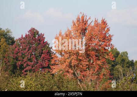 Couleurs d’automne Banque D'Images