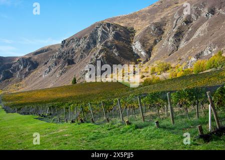 Pinot Noir Vineyard - Nouvelle-Zélande Banque D'Images