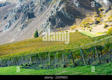 Pinot Noir Vineyard - Nouvelle-Zélande Banque D'Images