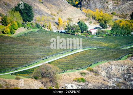 Pinot Noir Vineyard - Nouvelle-Zélande Banque D'Images