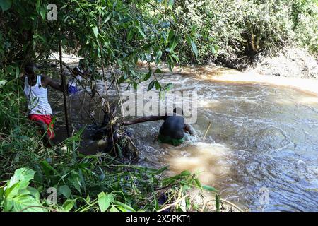 Nakuru, Kenya. 10 mai 2024. Des plongeurs locaux recherchent les corps de deux jeunes sœurs qui se sont noyées lorsqu’elles ont tenté de traverser une rivière Njoro enflée dans le village de Ketiro, dans le comté de Nakuru. Leurs morts tragiques s’ajoutent au bilan d’au moins 230 personnes qui ont perdu la vie à la suite de fortes pluies qui ont provoqué des inondations à grande échelle au Kenya. Crédit : SOPA images Limited/Alamy Live News Banque D'Images