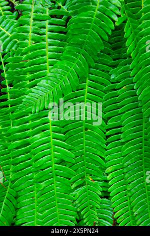 Fougère à cerfs (Blechnum spicant) le long de la piste des chutes du Kentucky, zone d'intérêt spécial des chutes du Kentucky, forêt nationale de Siuslaw, Oregon Banque D'Images