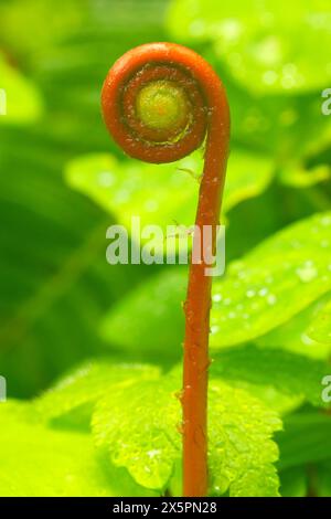 Fougère à cerfs (Blechnum spicant) le long de la piste des chutes du Kentucky, zone d'intérêt spécial des chutes du Kentucky, forêt nationale de Siuslaw, Oregon Banque D'Images