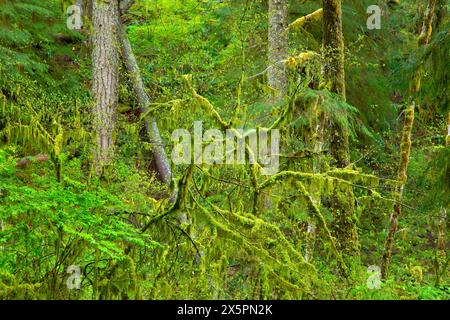 Forêt ancienne le long de la piste des chutes du Kentucky, zone d'intérêt spécial des chutes du Kentucky, forêt nationale de Siuslaw, Oregon Banque D'Images