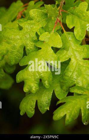 Feuilles de chêne blanc de l'Oregon (Quercus garryana), usine de traitement des eaux usées de Willow Lake, Keizer, Oregon Banque D'Images