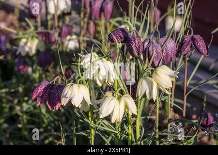 Tête du serpent fritillary, Kungsängslilja (Fritillaria meleagris) Banque D'Images