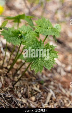 Pavot japonais, Lunddocka (Glaucidium palmatum) Banque D'Images