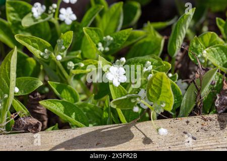 'Alba' Creeping Navelwort, Ormöga (Omphalodes verna) Banque D'Images