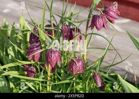 Tête du serpent fritillary, Kungsängslilja (Fritillaria meleagris) Banque D'Images