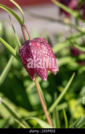 Tête du serpent fritillary, Kungsängslilja (Fritillaria meleagris) Banque D'Images