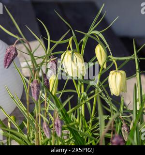 Fritillaire à tête de serpent 'Alba', Kungsängslilja (Fritillaria meleagris) Banque D'Images