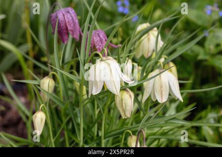 Fritillaire à tête de serpent 'Alba', Kungsängslilja (Fritillaria meleagris) Banque D'Images