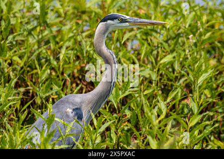 Grand héron bleu (Ardea herodias) pataugant dans les plantes aquatiques du parc d'État Paynes Prairie Preserve à Micanopy, Floride, près de Gainesville. (ÉTATS-UNIS) Banque D'Images