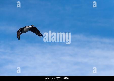 Gros plan d'un Shag volant de l'Antarctique -Leucocarbo bransfieldensis- près du port de Mikkelsen, île de Trinity, sur la péninsule Antarctique Banque D'Images