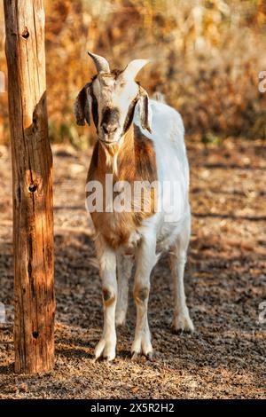 chèvre boer africaine unique dans le kraal au coucher du soleil Banque D'Images